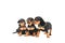 Three miniature pinscher puppies on white background