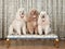 Three Miniature Poodles on Bench