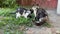 Three mischievous playful kittens and a colorful cat are eating food from the green grass. Street wild striped and