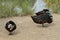 Three mixed breed wild ducks resting by side of lake