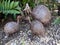 Three model bush fowl made out of metal in a garden setting