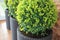 Three modern pots with spherical trimmed decorative Buxus tree .