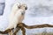 Three Moluccan cockatoo on the perch