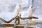Three Moluccan cockatoo on the perch