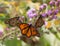 Three Monarch Butterflies Enjoying Liatris Flowers