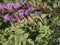 Three Monarch Butterflies Hanging From Liatris