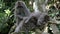 Three monkeys comb fleas, against the rainforest