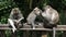 Three monkeys comb fleas, against the rainforest