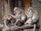 Three monkeys (crab eating macaque) grooming.