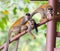 Three monkeys playing on a railing in Costa Rica