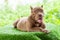 Three-month-old brown pitbull puppy. On the artificial grass inside the house