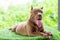 Three-month-old brown pitbull puppy. On the artificial grass inside the house