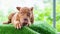 Three-month-old brown pitbull puppy. On the artificial grass inside the house