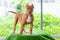 Three-month-old brown pitbull puppy. On the artificial grass inside the house