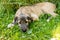 three month old irish wolfhound in the garden.The puppy of breed the Irish Wolfhound rests on a green grass in the yard.