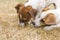 Three-month-old puppies breed Jack Russell Terrier play on the lawn. Dog breeding. Pets and care