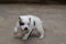 A three-month-old puppy of the Central Asian shepherd or Alabai