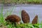 Three Morchella Conica mushrooms