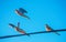 Three morning doves take off from a power line in nice light.