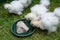 Three moroseta chicks on the grass in a poultry enclosure