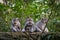 Three mother monkeys sitting together and breastfeeding their babies, UBUD MONKEY FOREST, BALI, INDONESIA