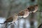 Three Mourning Doves