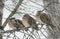 Three Mourning Doves in a Snowstorm