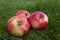 Three mouth-watering red apples in the green grass