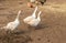 Three muddy geese in sandy farm yard