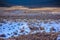 Three Mule Deer Bucks In Winter Background