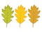 Three multi-colored oak leaf