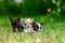 Three Multi-colored Puppies are Sitting Against Backdrop of Nature in Defocus. Sad Puppies