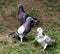 Three Multi-Coloured Pigeons On A Lawn