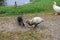 Three Muscovy Ducklings Eat and Play While Mom Watches Over Them