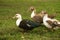 Three Muscovy ducks on a green meadow. Domestic bird