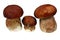 Three mushroom boletus