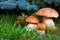 Three mushroom boletus in the forest.