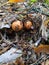 Three mushroom boletus under a layer of leaves and needles in the ground