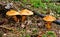Three mushroom suillus grevillei