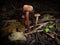Three mushrooms in the forest floor