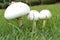 Three mushrooms in the grass