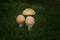 Three Mushrooms Growing in the Wild