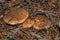 Three mushrooms Suillus luteus or Slippery jack in pine forest. Mushroom suillus luteus in pine needles closeup.