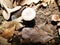 Three mushrooms in the woods and numerous shades of brown