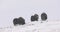 Three Musk Oxes in Dovre mountains in the cold snow blizzard at winter