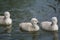Three Mute Swan cygnets swimming on a pond