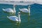 Three mute swan (Cygnus Olor).