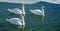Three mute swan (Cygnus Olor).