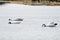 Three mute swans