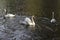 Three Mute Swans